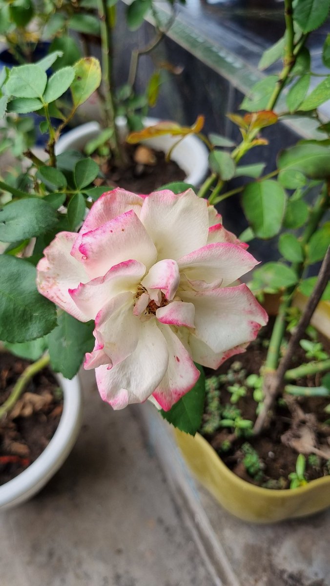 usemay's tweet image. Tadi sore kasih pupuk NPK grower buat mawar-mawar ini. Nanti dua minggu lagi gantian dipupuk NPK 16-16-16. Semoga daun dan bunganya tambah lebat.