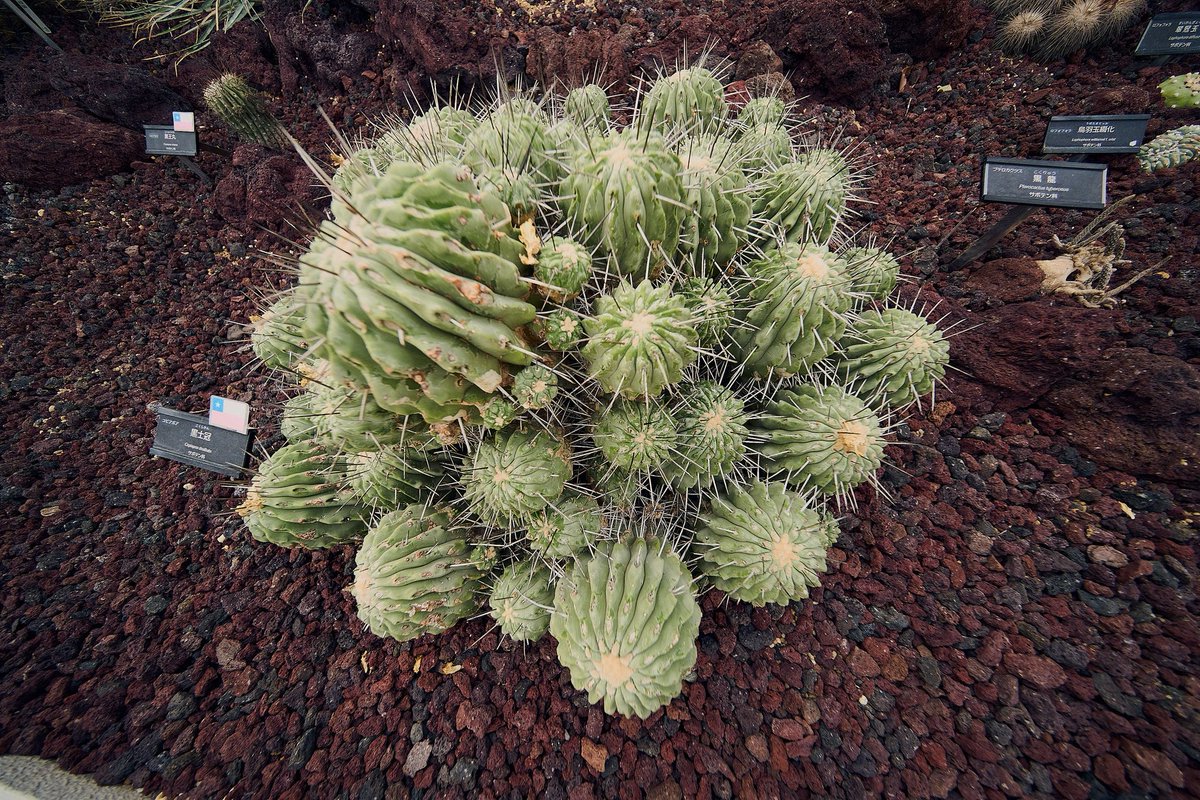 inotality's tweet image. 10mm