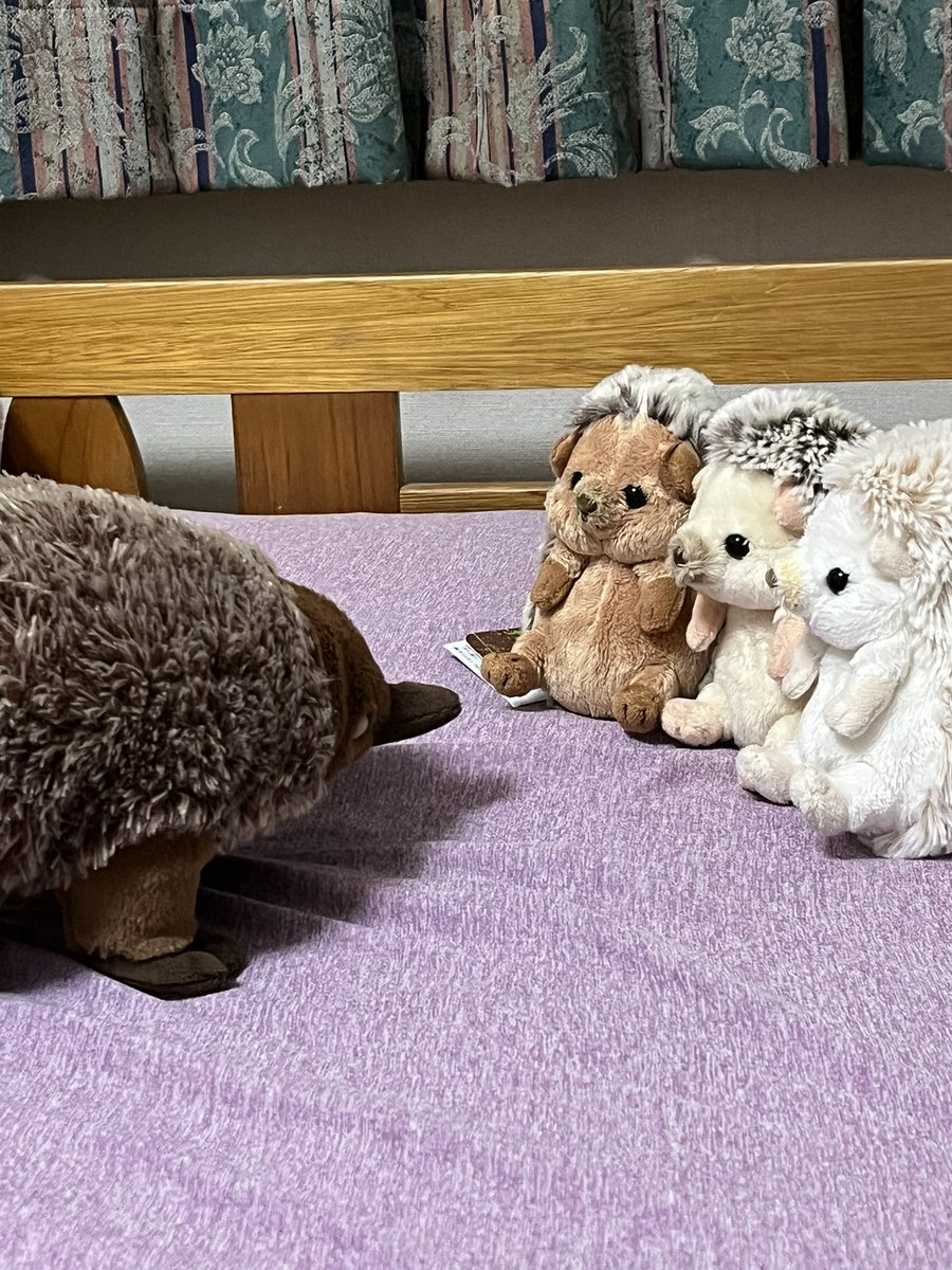 ShachooCactus's tweet photo. 「あなたは、鼻が長いハリネズミですか？」
「いいえ、ハリモグラです」
#ぬい撮り #Sunlemon #fluffies 
#サンレモン https://t.co/q95LsHAdjg