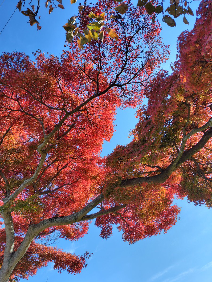 touch0307's tweet photo. 今日は午後散歩した
天気良かったから空と紅葉がキレイで見惚れてしまった
旅行行かなくても近くにキレイな景色はけっこうあるんだな
#紅葉
#散歩
#11月
#青空 
#秋 https://t.co/57LfUKvkM2