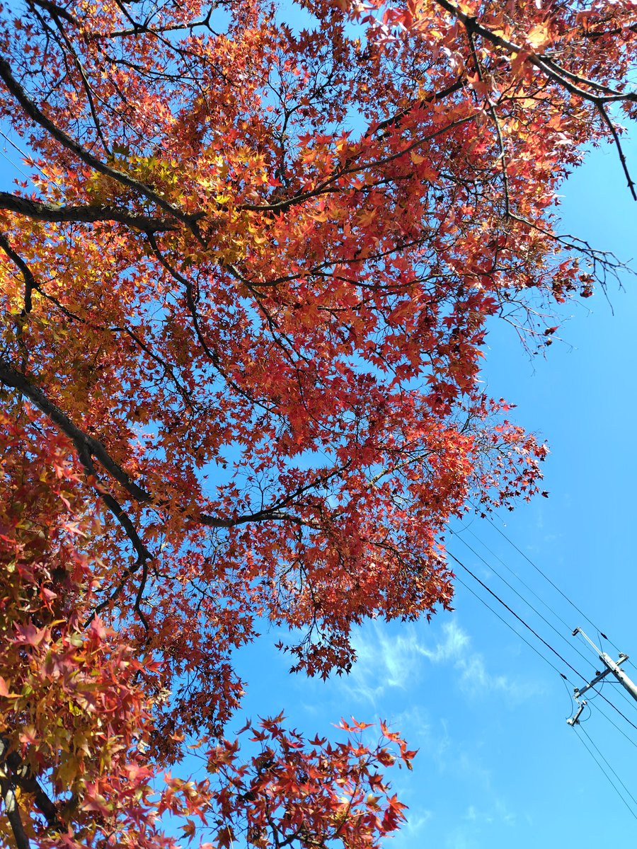touch0307's tweet photo. 今日は午後散歩した
天気良かったから空と紅葉がキレイで見惚れてしまった
旅行行かなくても近くにキレイな景色はけっこうあるんだな
#紅葉
#散歩
#11月
#青空 
#秋 https://t.co/57LfUKvkM2