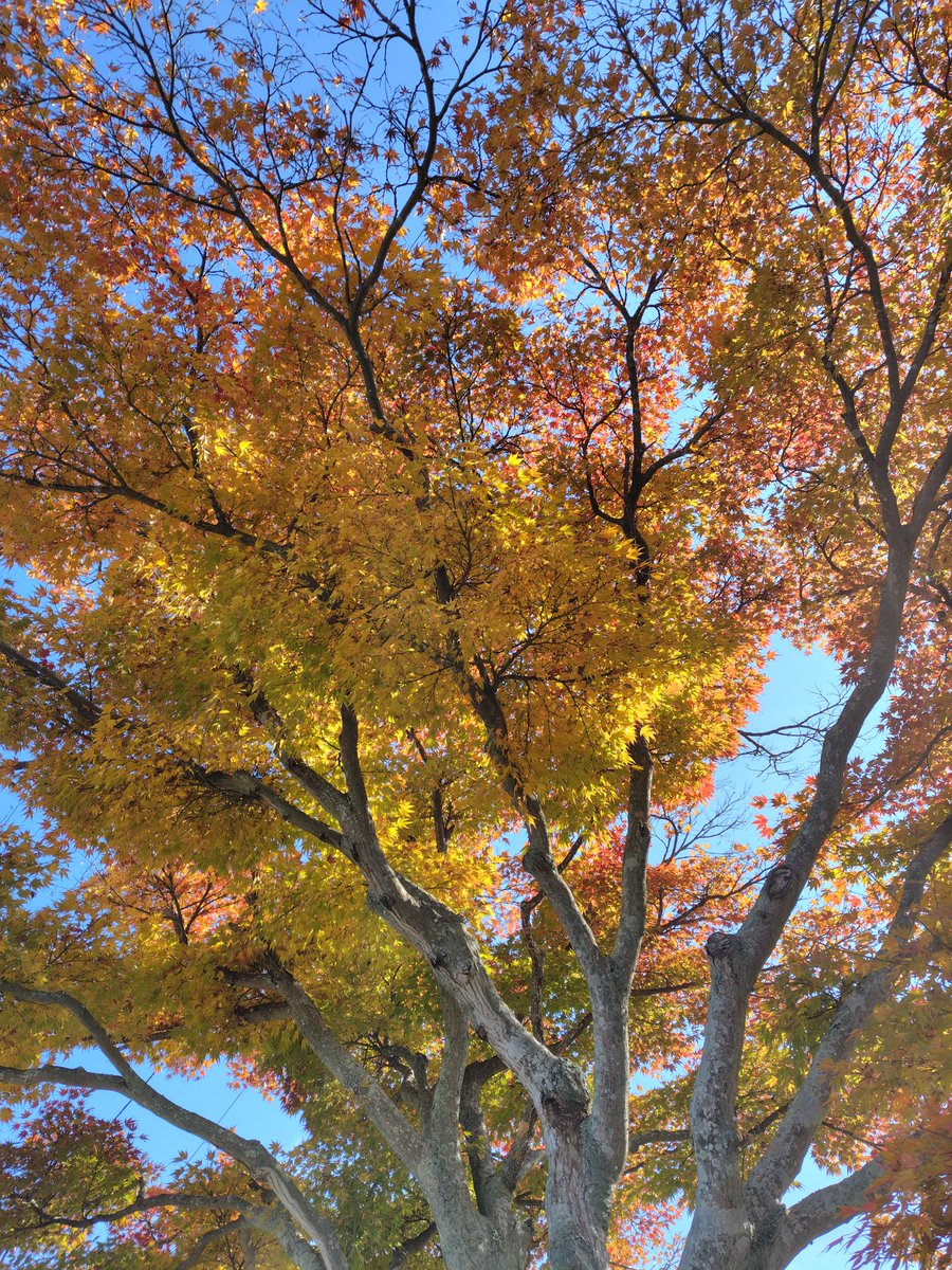touch0307's tweet photo. 今日は午後散歩した
天気良かったから空と紅葉がキレイで見惚れてしまった
旅行行かなくても近くにキレイな景色はけっこうあるんだな
#紅葉
#散歩
#11月
#青空 
#秋 https://t.co/57LfUKvkM2