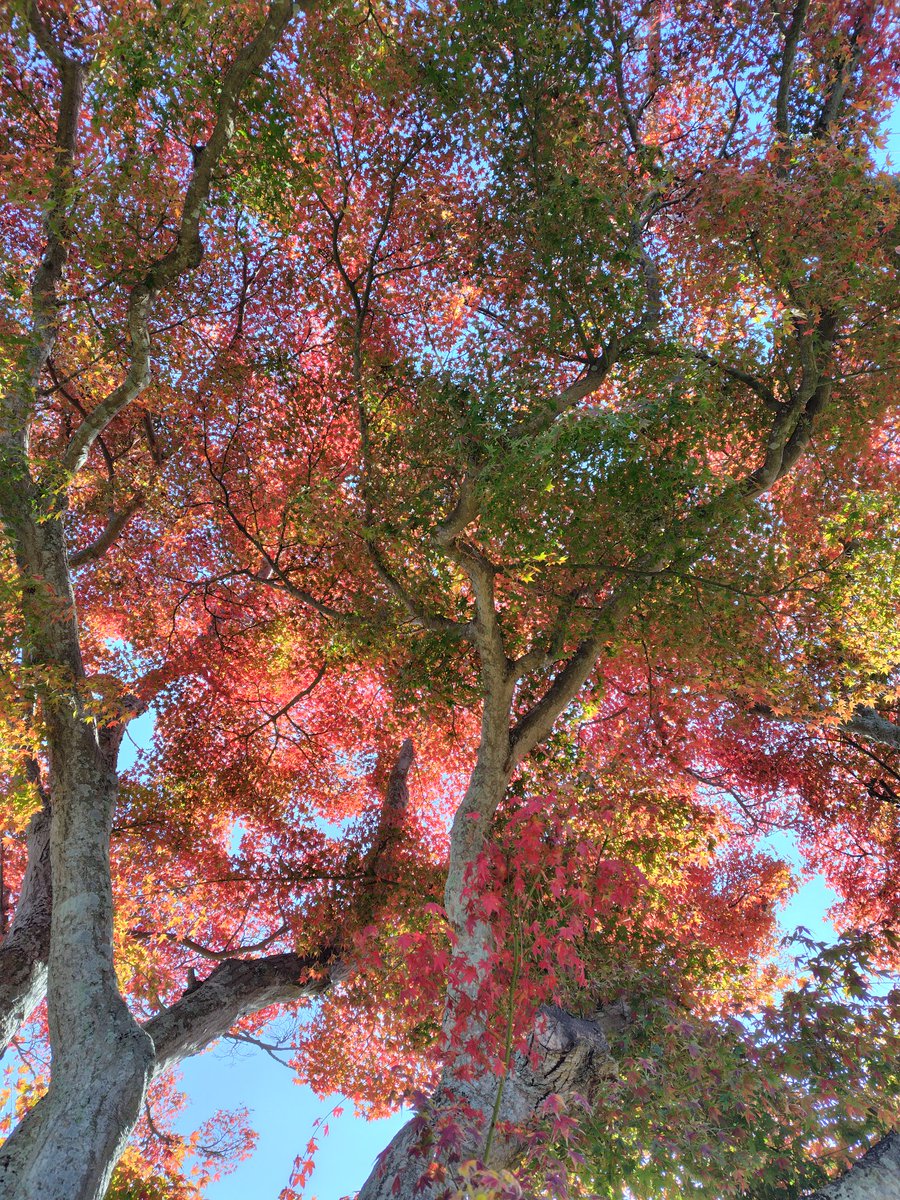 touch0307's tweet photo. 今日は午後散歩した
天気良かったから空と紅葉がキレイで見惚れてしまった
旅行行かなくても近くにキレイな景色はけっこうあるんだな
#紅葉
#散歩
#11月
#青空 
#秋 https://t.co/57LfUKvkM2