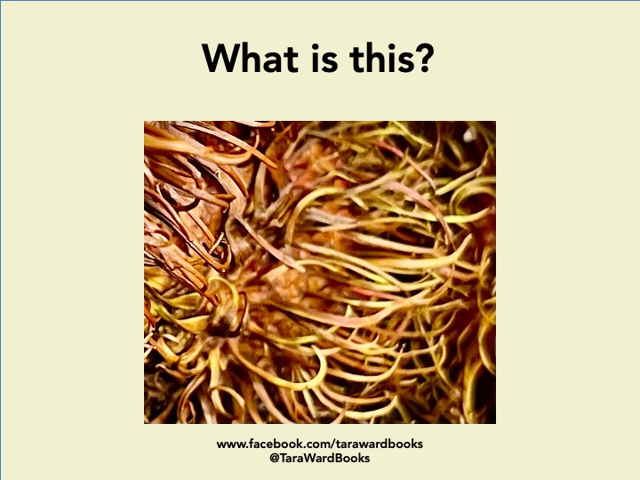 TaraWardBooks's tweet image. Your #SundayQuiz! There is a specific answer...  #CanYouGuess? #SundayFunday #PicturePuzzle #PhotoQuiz #HaveAGo ...