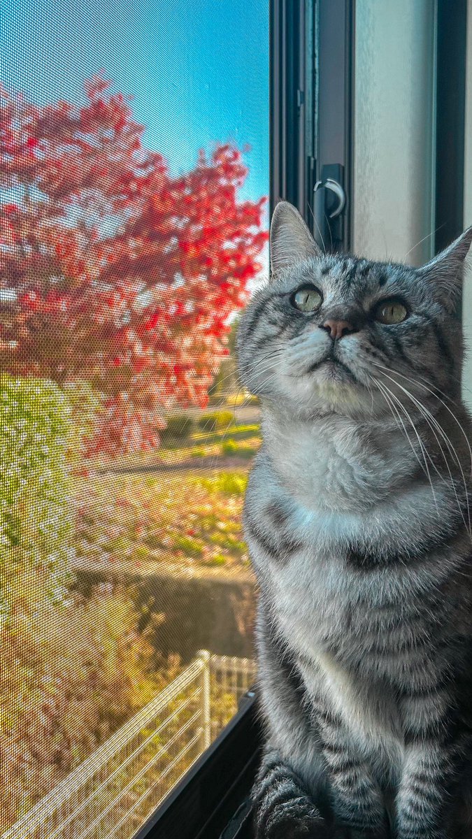 みーにゃ (@n0e8a2r4note) / Posts / X