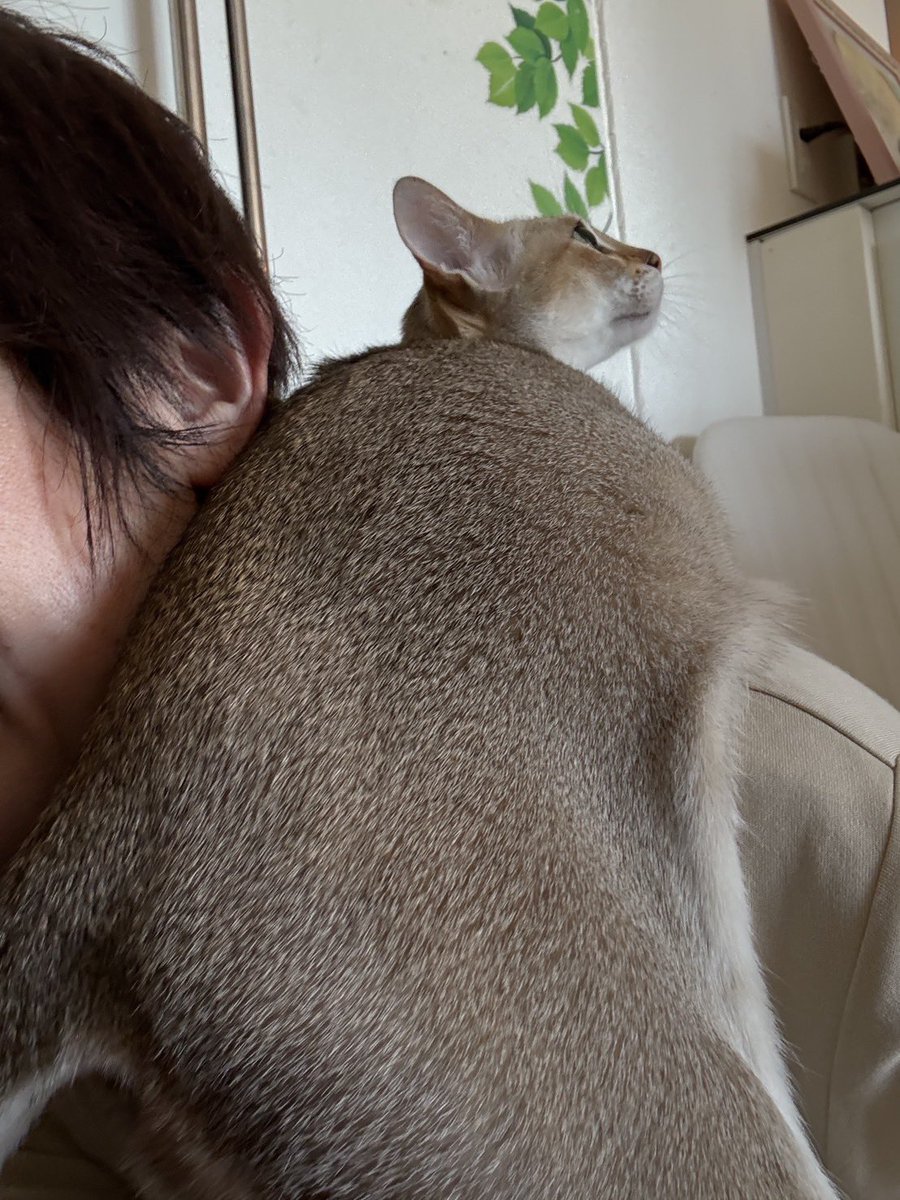 シンガプーラページ シンガプーラ