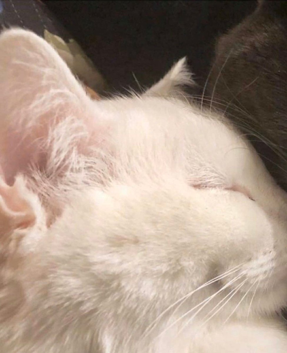 catsdotjpg's tweet image. 