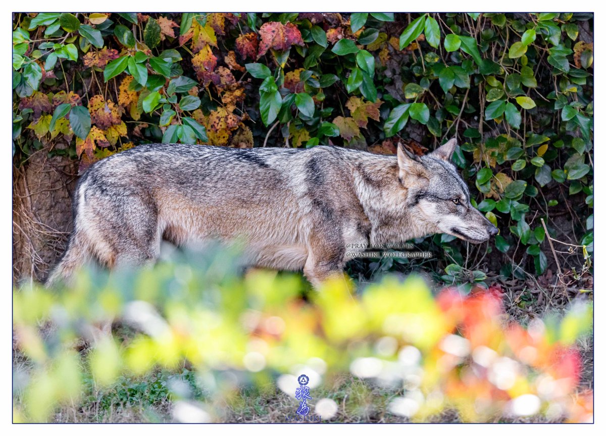 ®️様確認ハスキー　ラブラドール　龍 保護した「ラブラドール/ハスキー」ミックス犬が、実は珍島犬だった