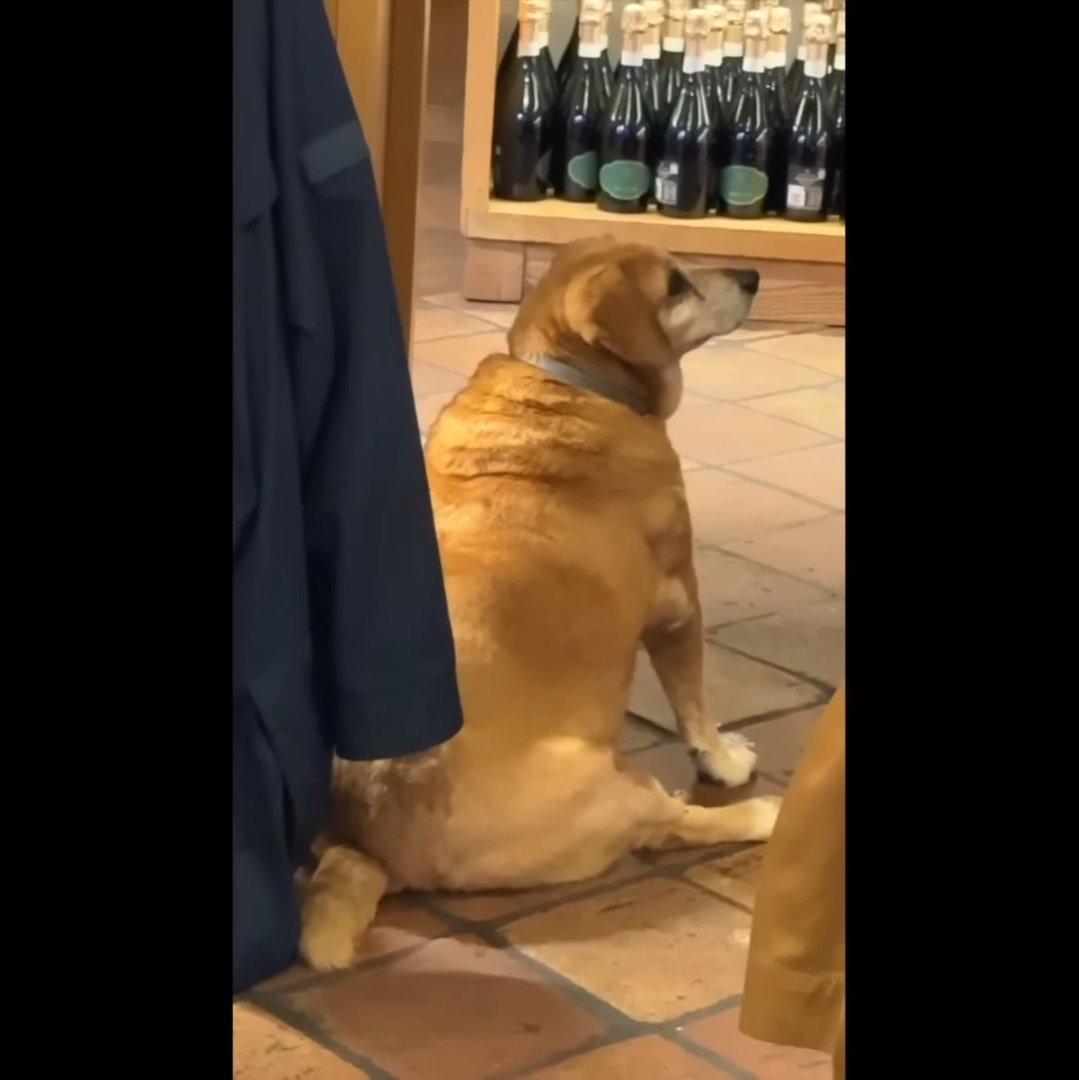 초면인 강아지한테 뚱땡이가 뭐냐...했는데 진짜 뚱땡이 등장