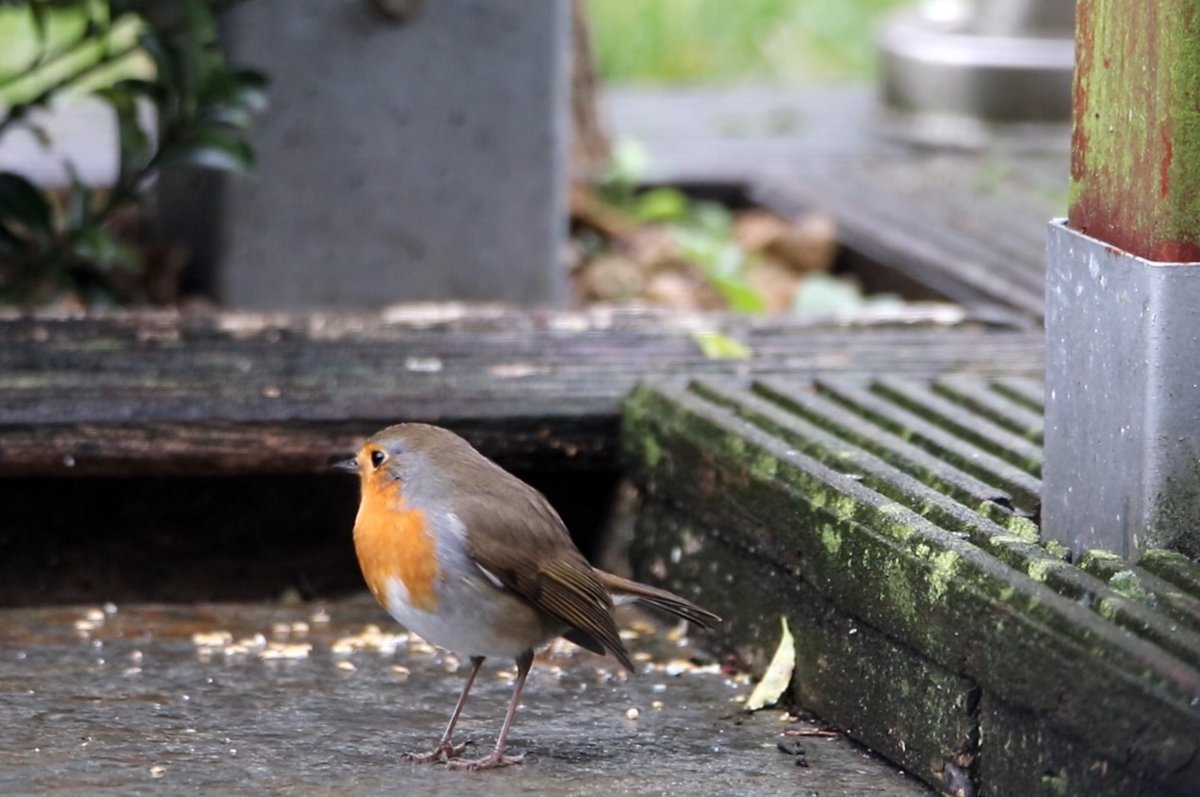 #vrtweer #weerfoto #nwbnlx <a href="/DoediesZot/">Jacotte 🇧🇪🏳️‍🌈</a> <a href="/sabinehagedoren/">Sabine Hagedoren</a> <a href="/meteoBram/">Bram Verbruggen</a> @weerbord <a href="/weeronline/">Weeronline</a> <a href="/HetweerinBelgie/">Meteo Reni - Het weer in België</a> <a href="/MeteovistaBe/">meteovista.be</a> <a href="/BuienradarBE/">BuienradarBE</a> Doorslaar, 13.11u