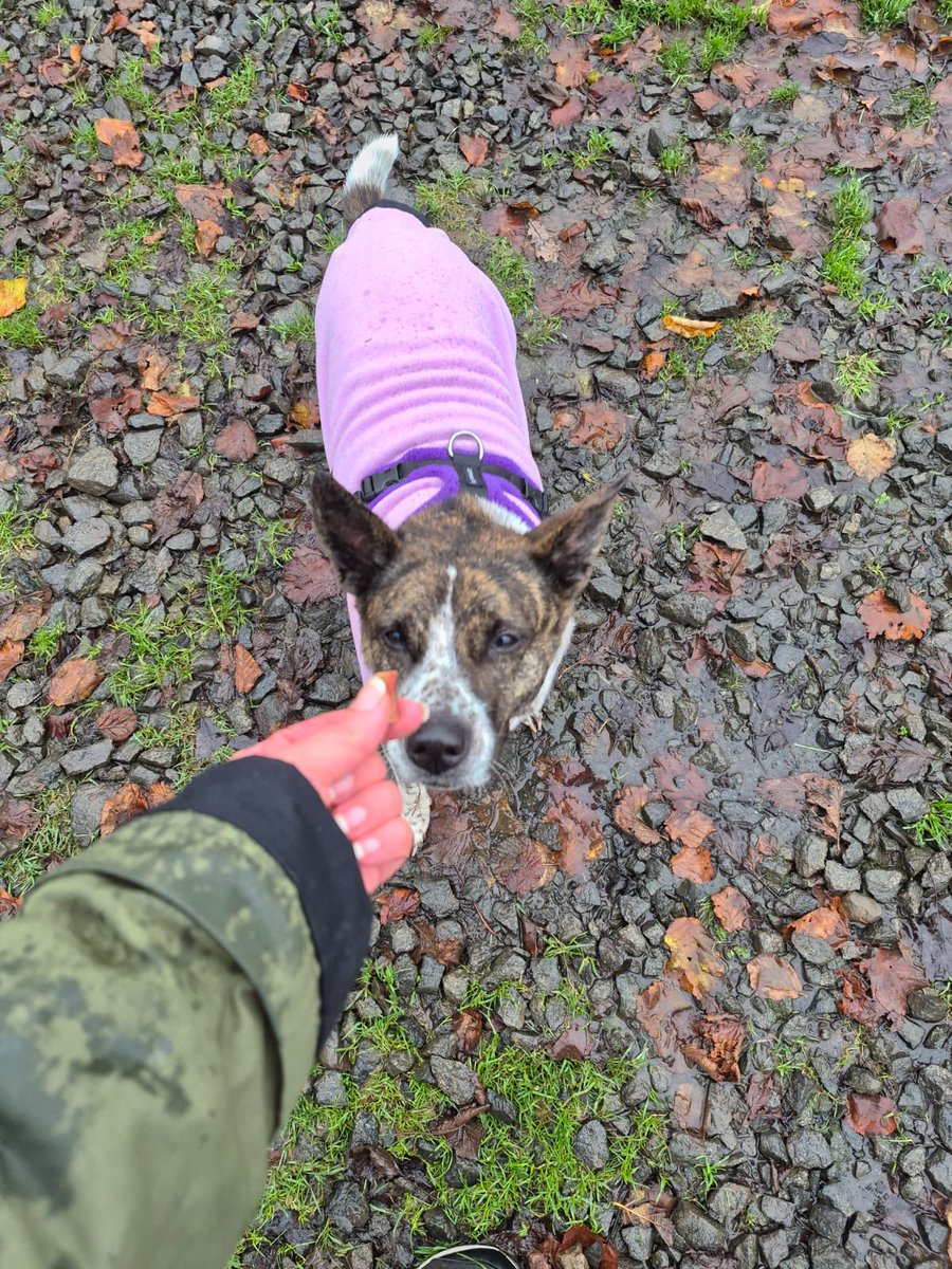 NiallHarbison's tweet image. So proud of them ❤️