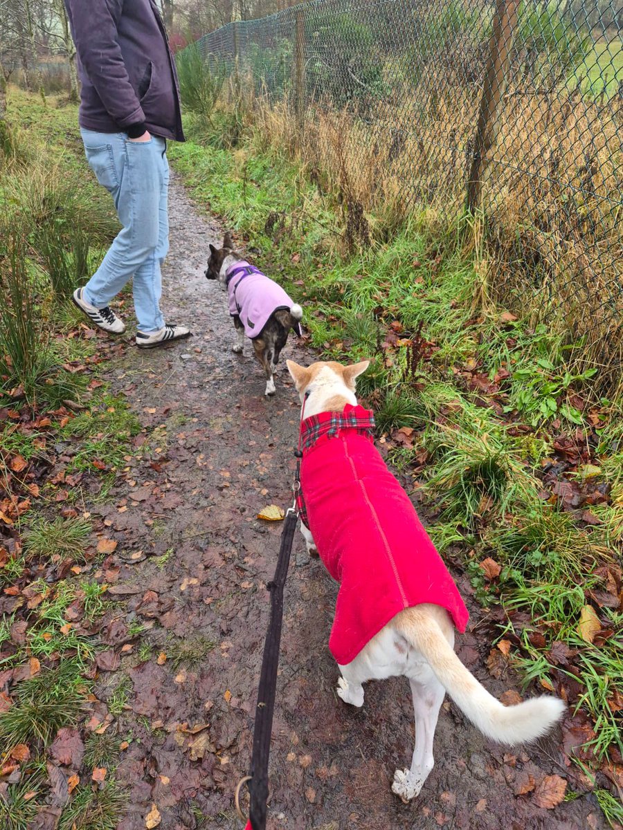 NiallHarbison's tweet image. So proud of them ❤️