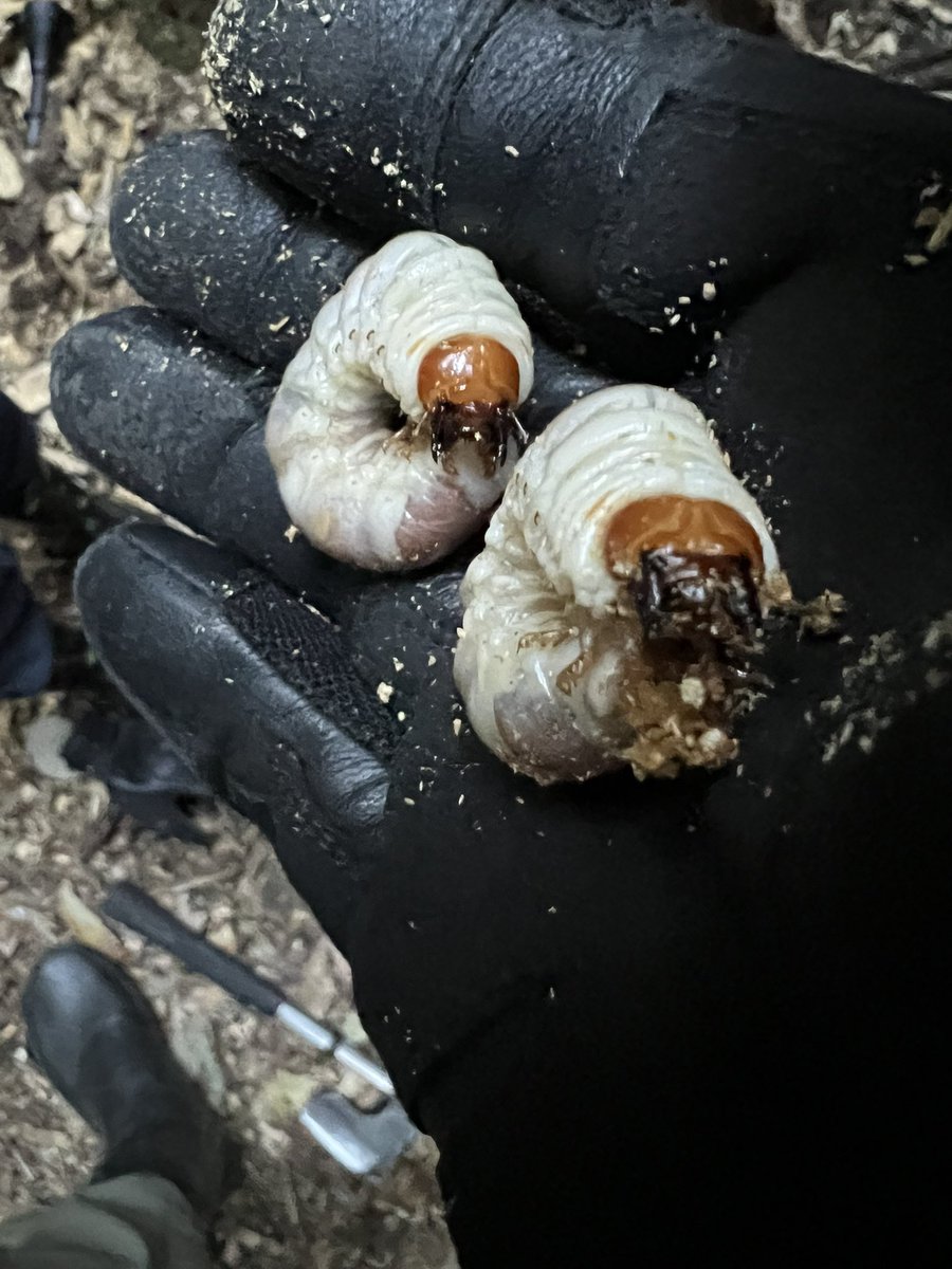 かっしーさん<a href="/ookuwa_saisyuu/">かっしー@オオクワ採集狂</a> 、にけさん<a href="/niqe_ffxiv/">にけ</a> 、相棒masa＆ご子息で山を朝から歩き、AMGらしく夕暮れ間近で出会えた。

ご子息は材割初で本命に出会えるという経験を得た。

採集サラブレッドで育て上げよう。