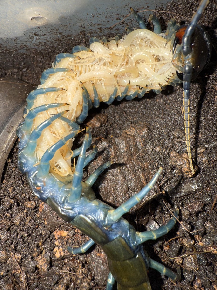 oboro_BHP's tweet image. 親離れが近い！