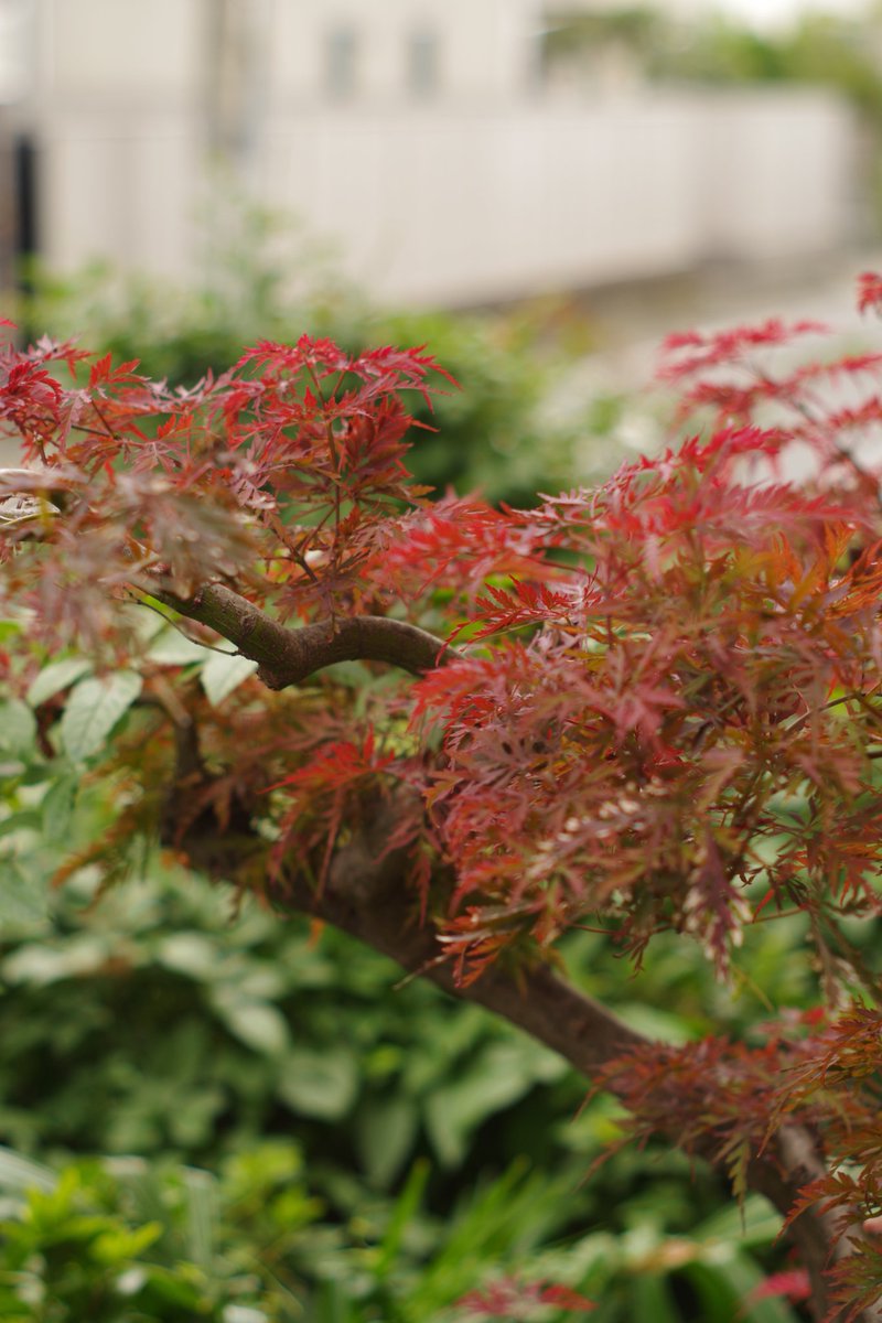 GuyTangerine's tweet image. PENTAX KPにオールドレンズのSMC Takumar 55mm f1.8を付けてフルマニュアルで撮影📷️
ミラーレスみたいに露出自動やピーキングとか無いから難しいけど、楽しい！

#オールドレンズ
#Takumar
#pentaxkp 
#PENTAX