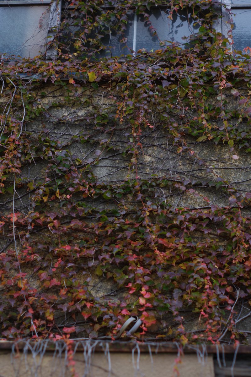 GuyTangerine's tweet image. PENTAX KPにオールドレンズのSMC Takumar 55mm f1.8を付けてフルマニュアルで撮影📷️
ミラーレスみたいに露出自動やピーキングとか無いから難しいけど、楽しい！

#オールドレンズ
#Takumar
#pentaxkp 
#PENTAX