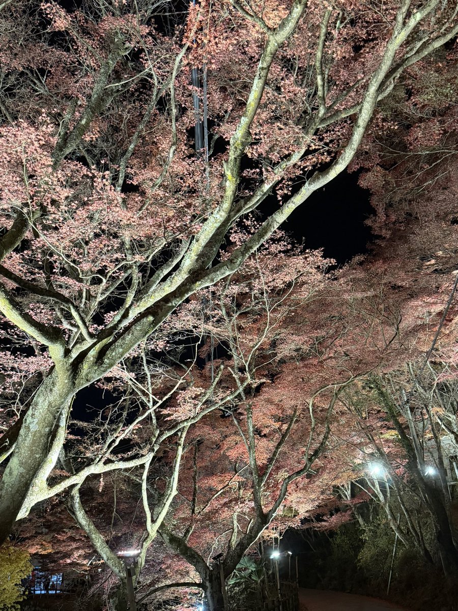 Libra_ELIMI's tweet image. ツーリング帰宅直後
息子がどうしても行きたい
紅葉🍁があると
クタクタなんですがー
自宅から5分にある
岩谷堂公園のライトアップ🔦

確かに綺麗だと思います

でもな息子よ
どんな綺麗な紅葉も
愛車と一緒じゃなきゃ
私にはかすんで見えるんだぜ

＃岩谷堂公園
＃ライトアップ