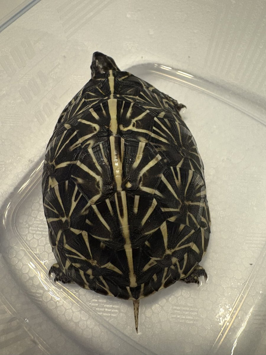 ぶりくら市2025
お迎え②
さとさとさん(<a href="/SatoSato_diary/">さとさと</a> )からフロリダハコガメ😊

#brikura