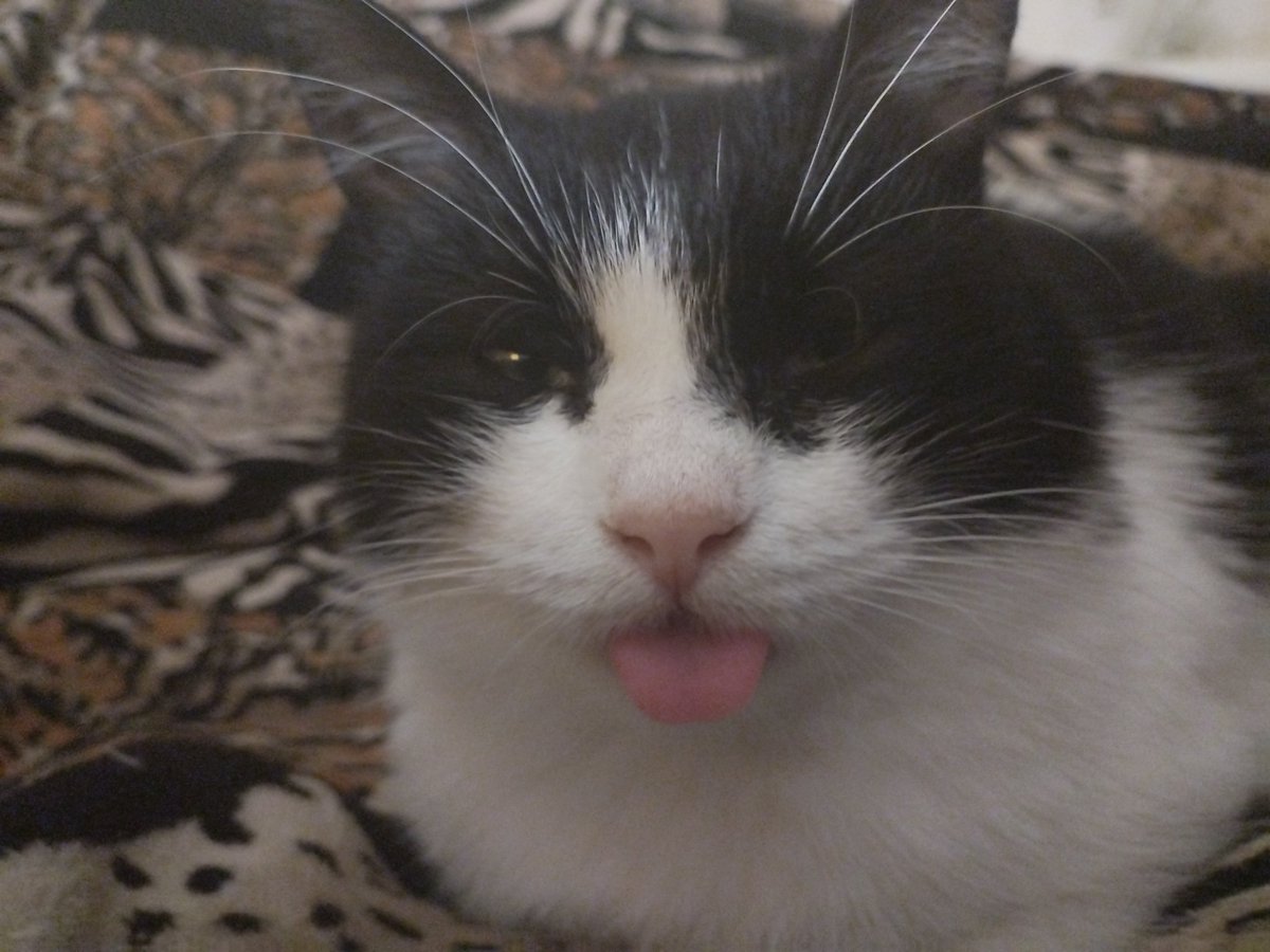 Ну штош. Бабуля ловіць ката, каб пакласці яго спаць. А ўчора у ягонай місцы я заўважыў акуратна парэзаны агурок. І вось, бля, зараз мне у горад патрэбна на пару гадзінаў, і як іх тут пакінуць?