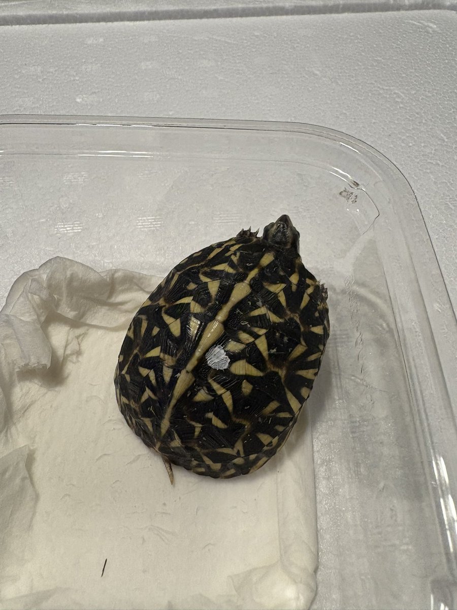 ぶりくら市2025
お迎え①
ハープステートさん(<a href="/herpstate/">HerpState(ハープステート)</a> )からフロリダハコガメ😊
トラブルありましたが無事お迎え🤣

#burikura