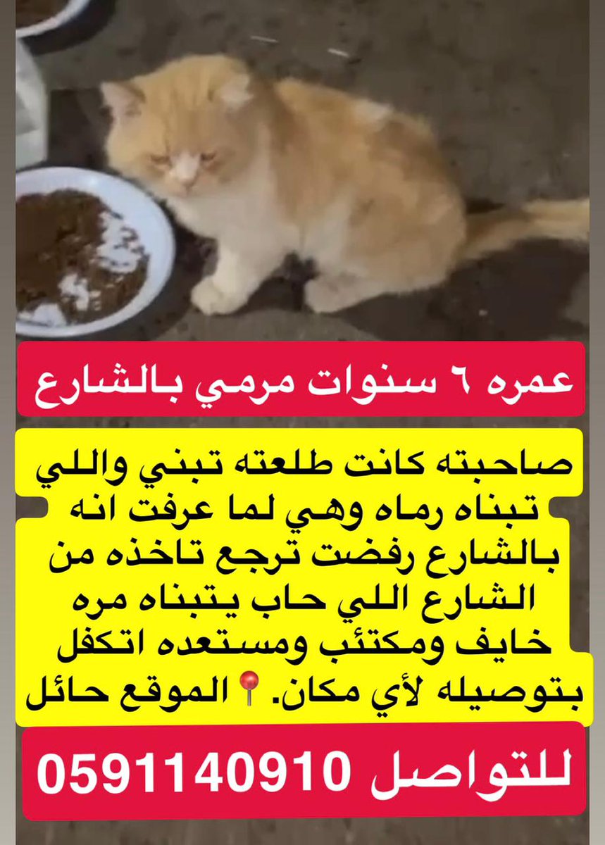 Animal_rescue0's tweet image. #انقاذ #قطط #حايل