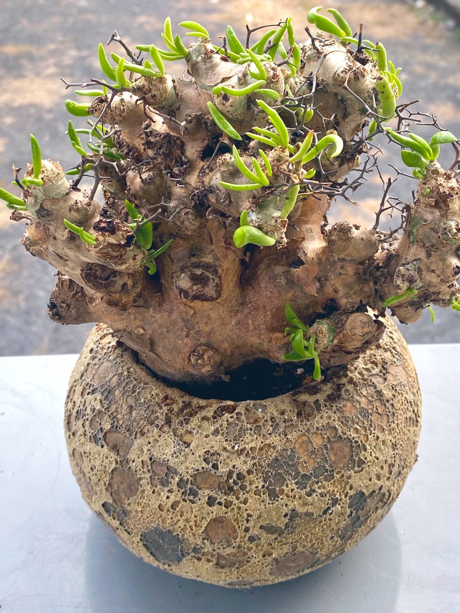 チレコドン・レティキュラータス（ #万物想）4号 こちらも #朝活 で植