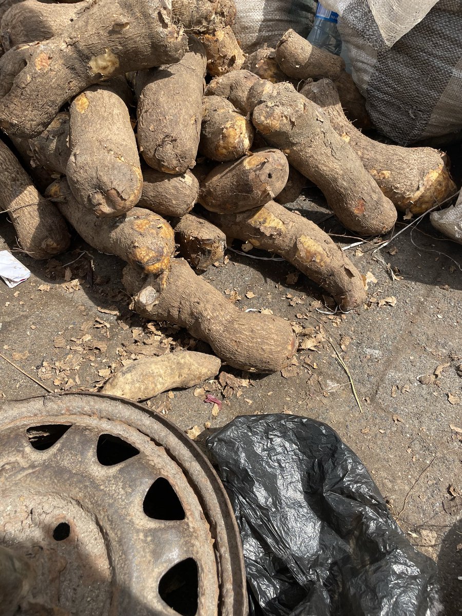 obaimoleelubo's tweet photo. Thanks for patronage @LoyhaLtee I’m really happy for you trusting my brand always 
He got 9 pieces of small yam for #6500 https://t.co/yc79zwCGIy