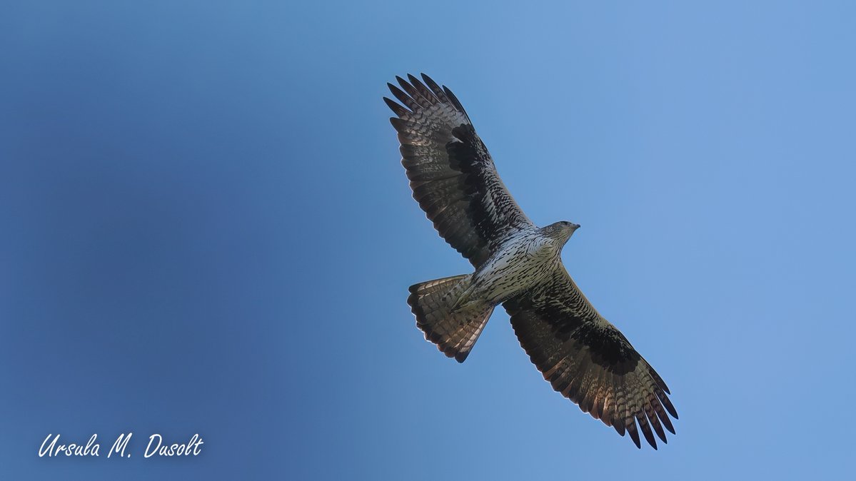 UrsulaDusolt's tweet image. #Schautmal, könnte es sein, dass mir ein #Adler über dem Kopf in  #Spanien geflogen ist? Ein wunderschöner majestätischer Vogel... eigentlich haben für mich alle Greifvögel etwas Majestätisches, etwas Erhabenes
#birding #birdwatching #BirdsSeenIn2025