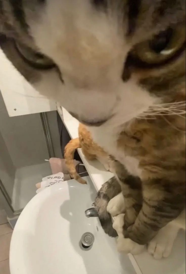 Chill Gameplay Before the Bell 🔔 Short But Gold!😂 #Winning #streaming #twitch #LIVEVE 
twitch.tv/afrecus
twitch.tv/afrecus
twitch.tv/afrecus