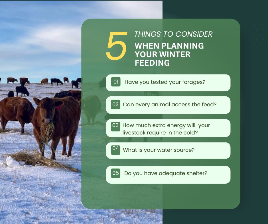 When planning to feed your livestock this winter, consider: 
1.Feed testing your forages 
2. Can every animal access the feed? 
3.Have you planned for extreme conditions?
4. Do you have adequate winter water?
5. Do you have enough space to shelter all your livestock from storms?