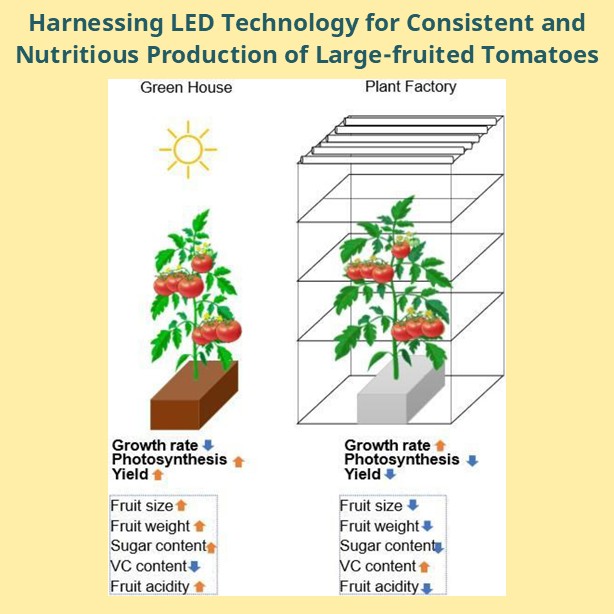ASHS_Hort's tweet image. New #HortScience study successfully demonstrated that large-fruited tomatoes can be cultivated in an LED-based plant factory system, marking a significant advancement in controlled-environment agriculture. doi.org/10.21273/HORTS…
#plantscience #controlledenvironment #tomato