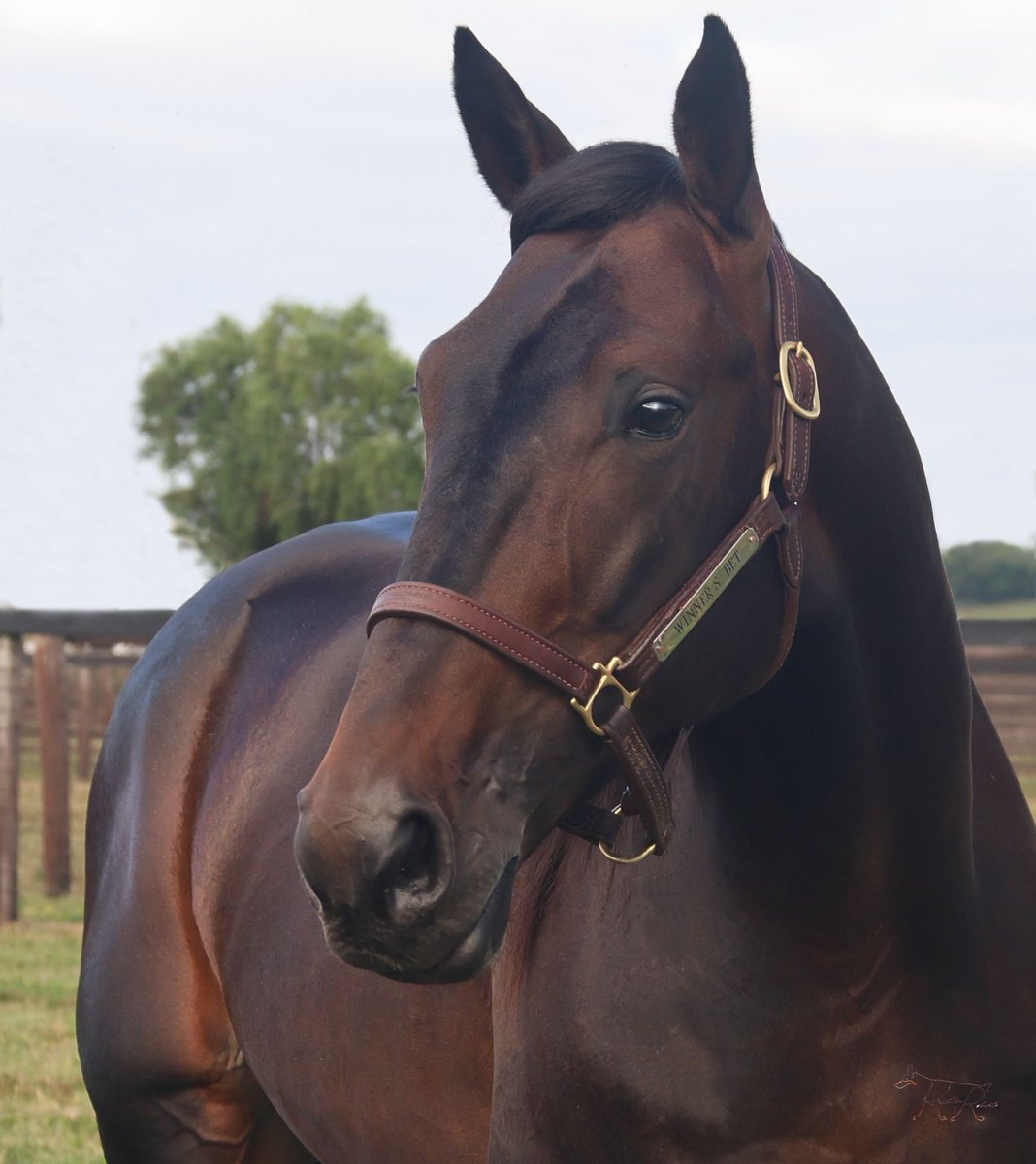 The resemblance between Chapter Seven and his grandson, Winner’s Bet, is uncanny 🔥

Blue Chip Farms is proud to stand the most sought-after trotting lineage in North America. 

bluechipfarms.com