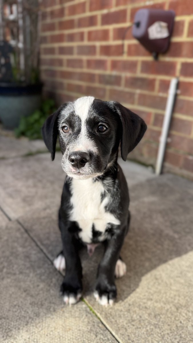 MerlinnotDesmo's tweet image. Merlin