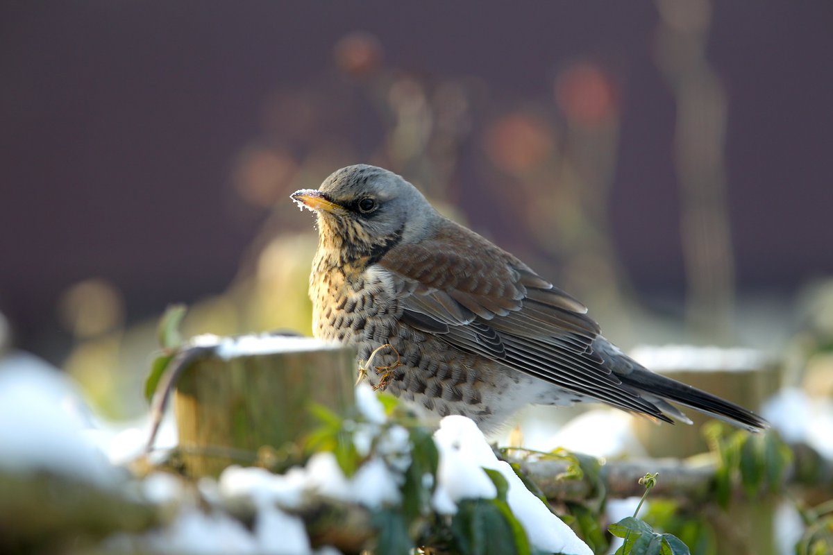 Tpzijl's tweet image. Goeiemiddag lieve mensen.
Een relaxte en fijne zondag!
#Kramsvogel🪶