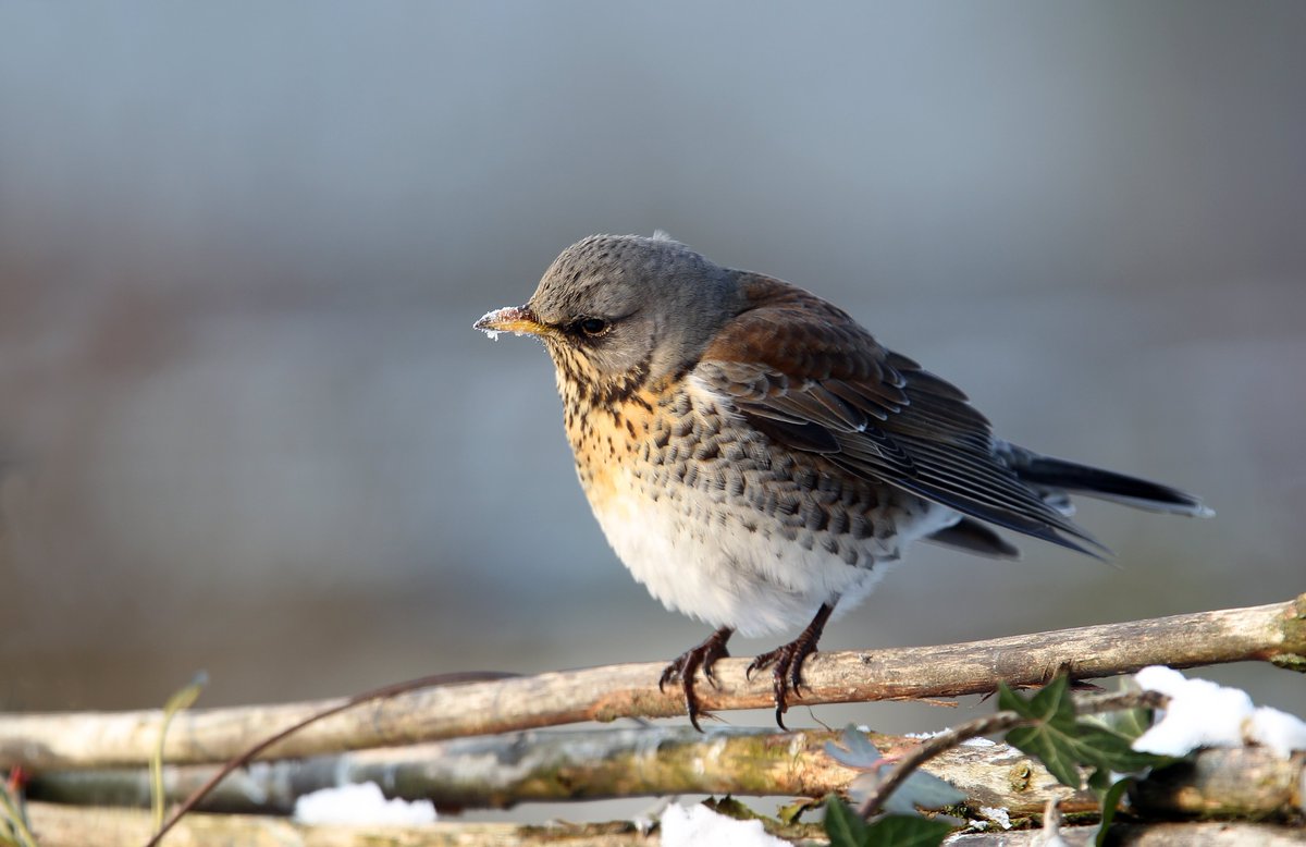 Tpzijl's tweet image. Goeiemiddag lieve mensen.
Een relaxte en fijne zondag!
#Kramsvogel🪶