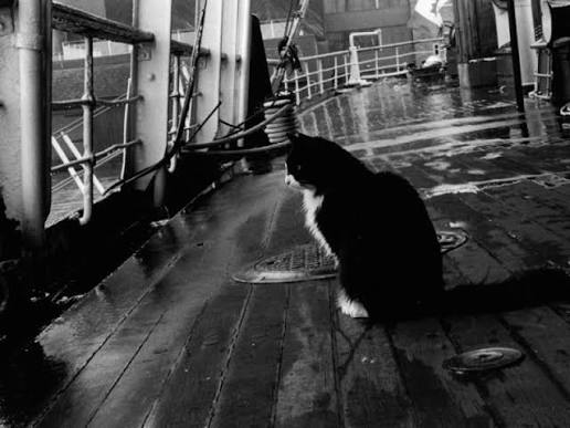 RhiannonSionne's tweet image. Ooo, Elinor likes that! 

Her ancestors must have been ship&apos;s cats, because she loves to eliminate orc rats. 😼
#PetsHelpingPets