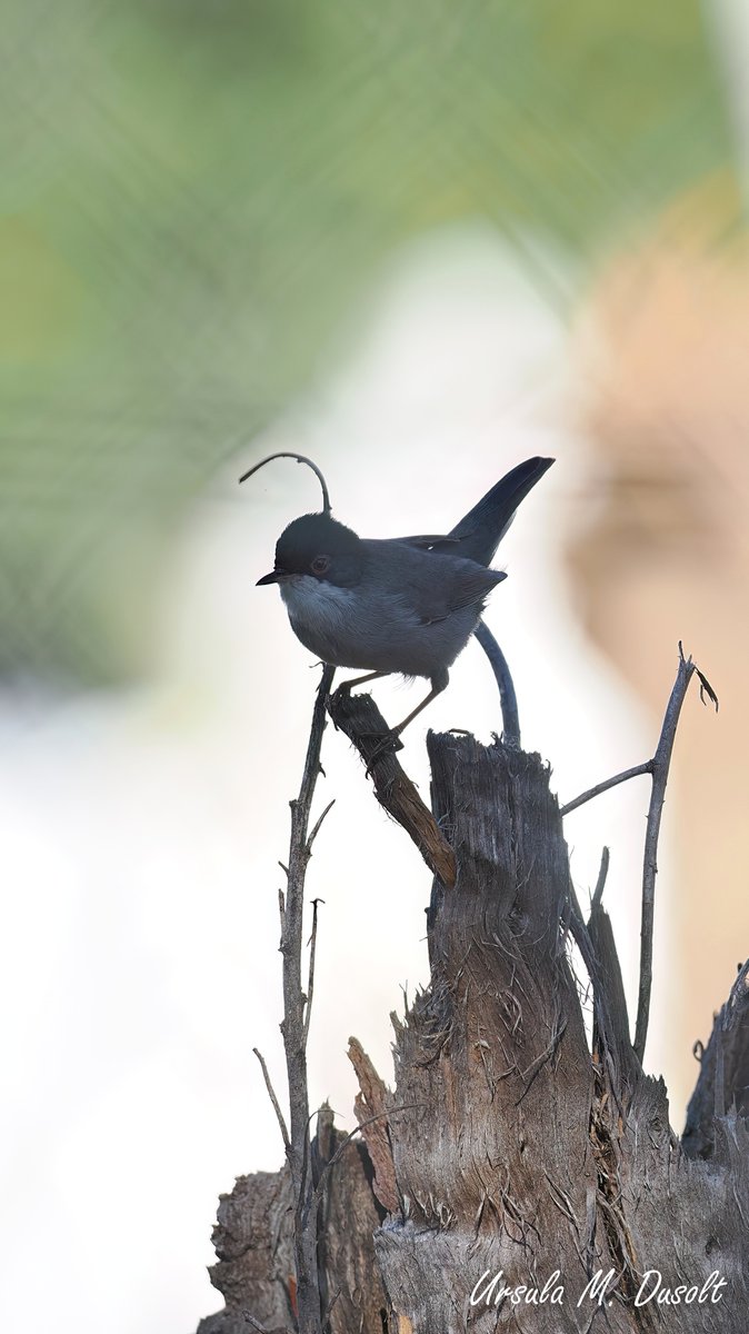 UrsulaDusolt's tweet image. #Schautmal, ich glaube, das ist eine #Samtkopfgrasmücke...  in #Spanien fotografiert. Mit den Grasmücken bin ich leider nicht ganz so bewandert
#birdlovers #birds #birdwatching #BirdsSeenIn2025