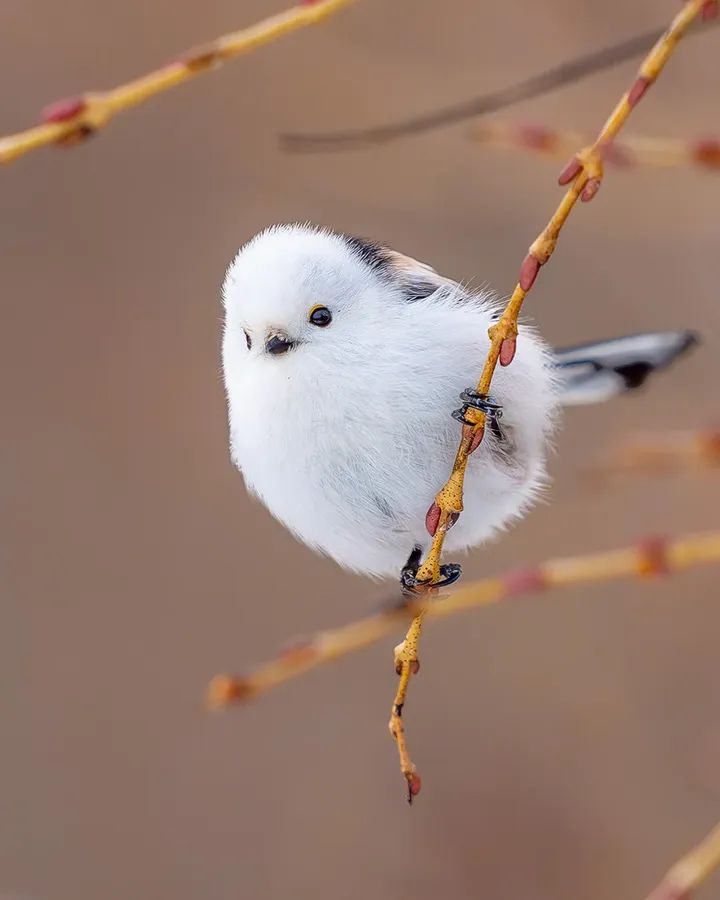 milky_my_wa_y) / Posts / X