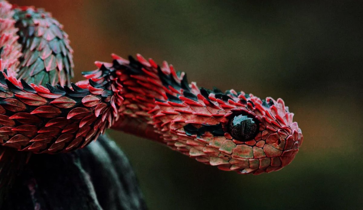 GeneralColor's tweet image. Beautiful but #DeadlyColor - The venom of the West African Bush Viper is Haemotoxic &amp;amp; Cytoxic which can lead to major systemic envenoming, shock, blood loss due to coagulopathy and renal failure.