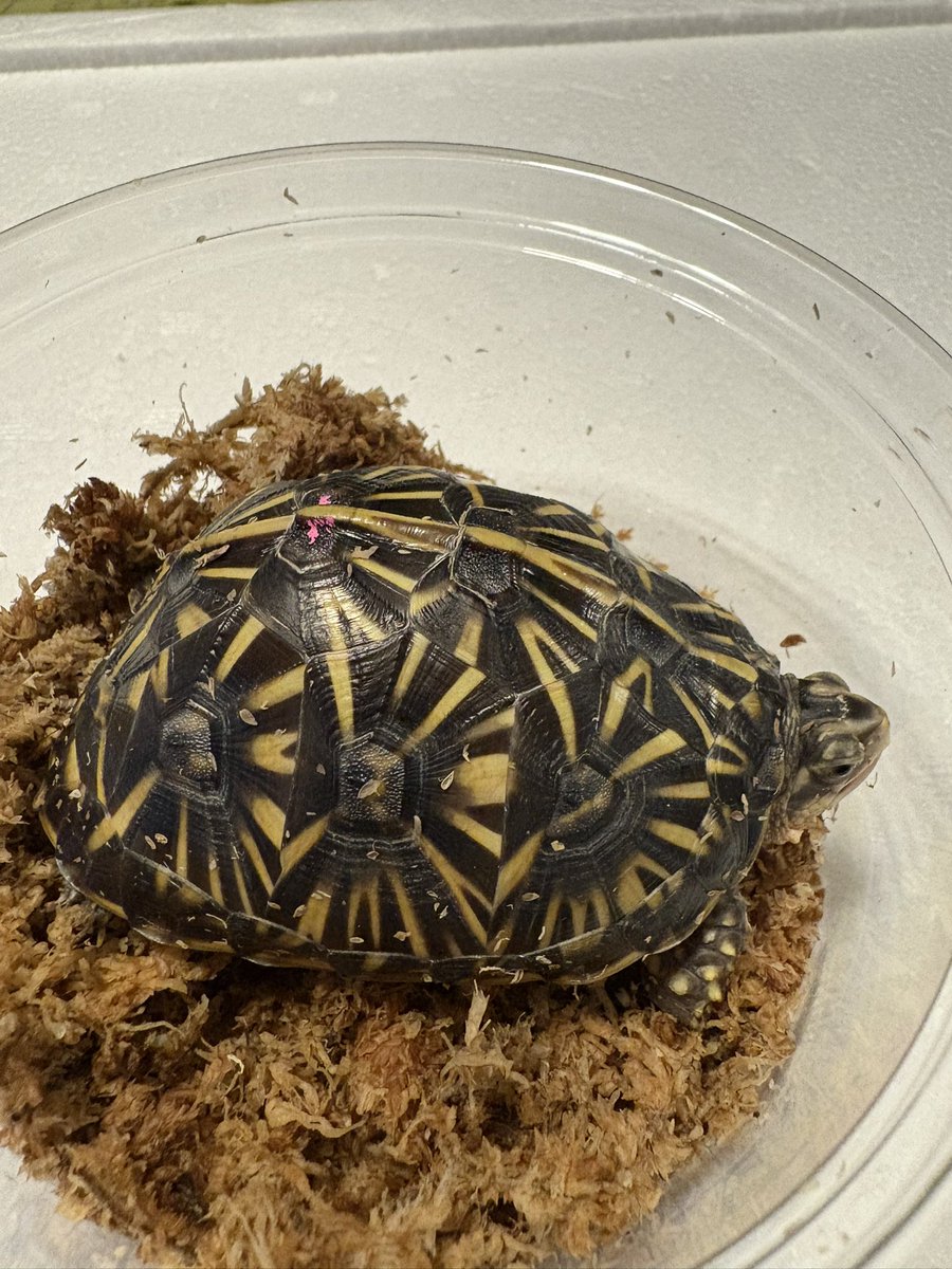 ぶりくら市2025
お迎え③
ナツキヤさんからフロリダハコガメ😊

#burikura