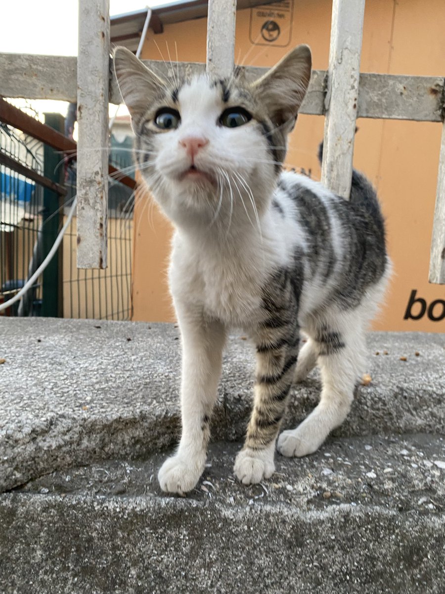 Üç tane aşırı kötü durumda kedi gördüm üçünü de belediyeye aldırtamadım. Yarın bi puset alıp en azından bir yavru kediyi götürmeyi kendim denicem. İnsanlar nasıl bir şey yapmadan geçip gidebiliyo anlamıyorum.