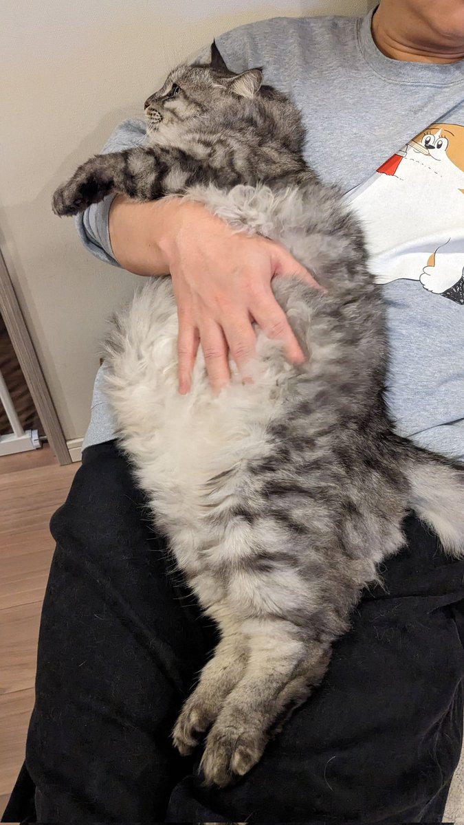 でかい猫グリグリ (@guriguri_neko) on Twitter photo 