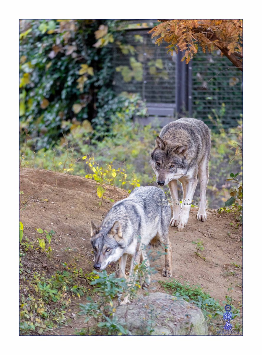 ®️様確認ハスキー　ラブラドール　龍 保護した「ラブラドール/ハスキー」ミックス犬が、実は珍島犬だった