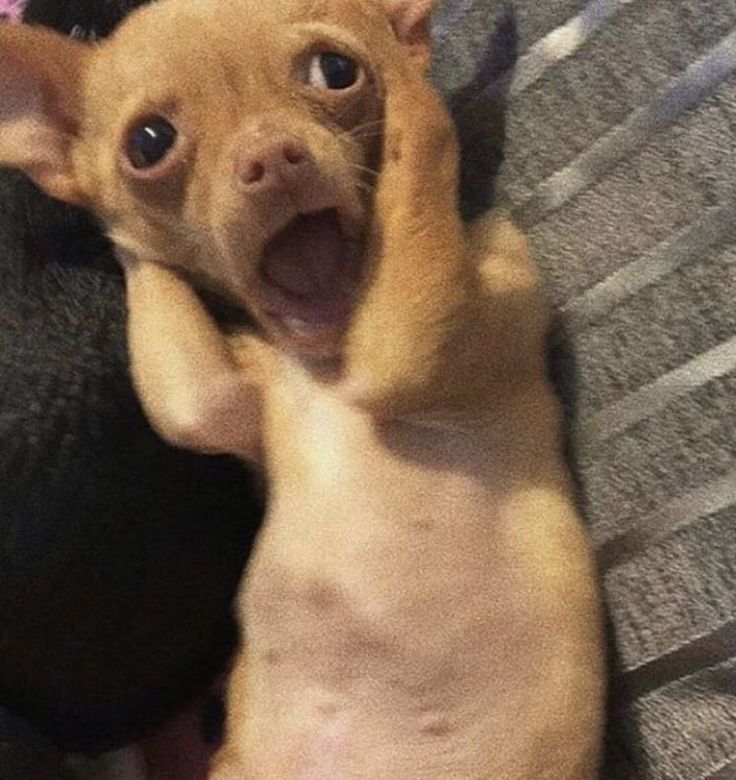 Danniboyoo's tweet image. Lately, most of the questions I have been seeing on my Twitter feed about @thrustdotcom are about its availability and how universal Thrust really is.

Honestly, here is how I see it:

As long as the internet exists, Thrust is widely available to everyone.
Plus, the app is easily…