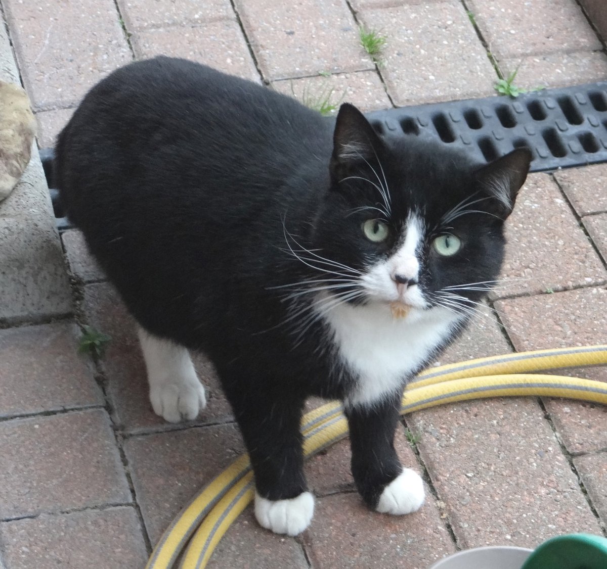 CatCall_UK's tweet image. Black and white Cat found in Heather Way Fairlight, see details and contact information catcall.org.uk/lost-and-found…
#CatFoundinFairlight #MissingCat #CatCall #GettingCatsHome #Caring4Cats #CatRescue #lovecats