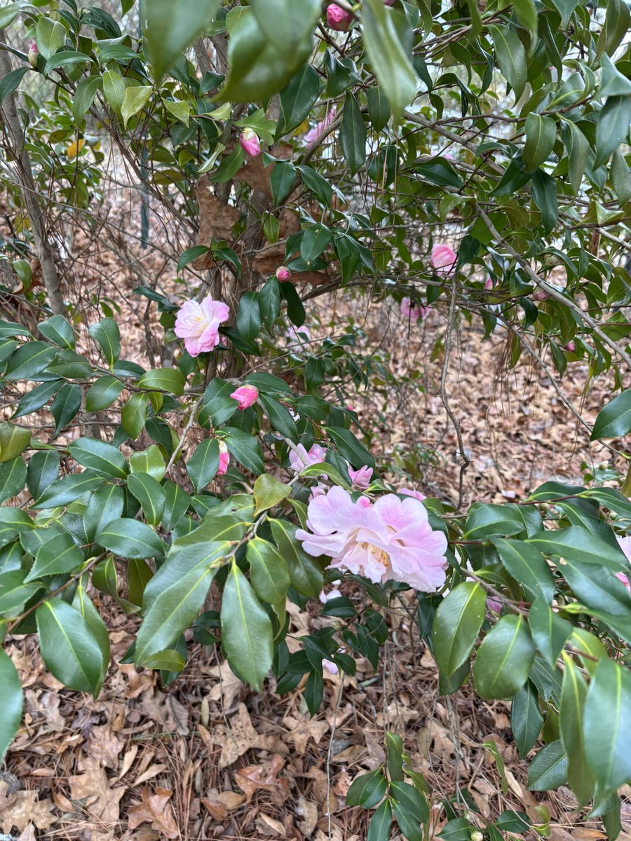昨天看到好像是茶花，十一月底還有開花太神奇