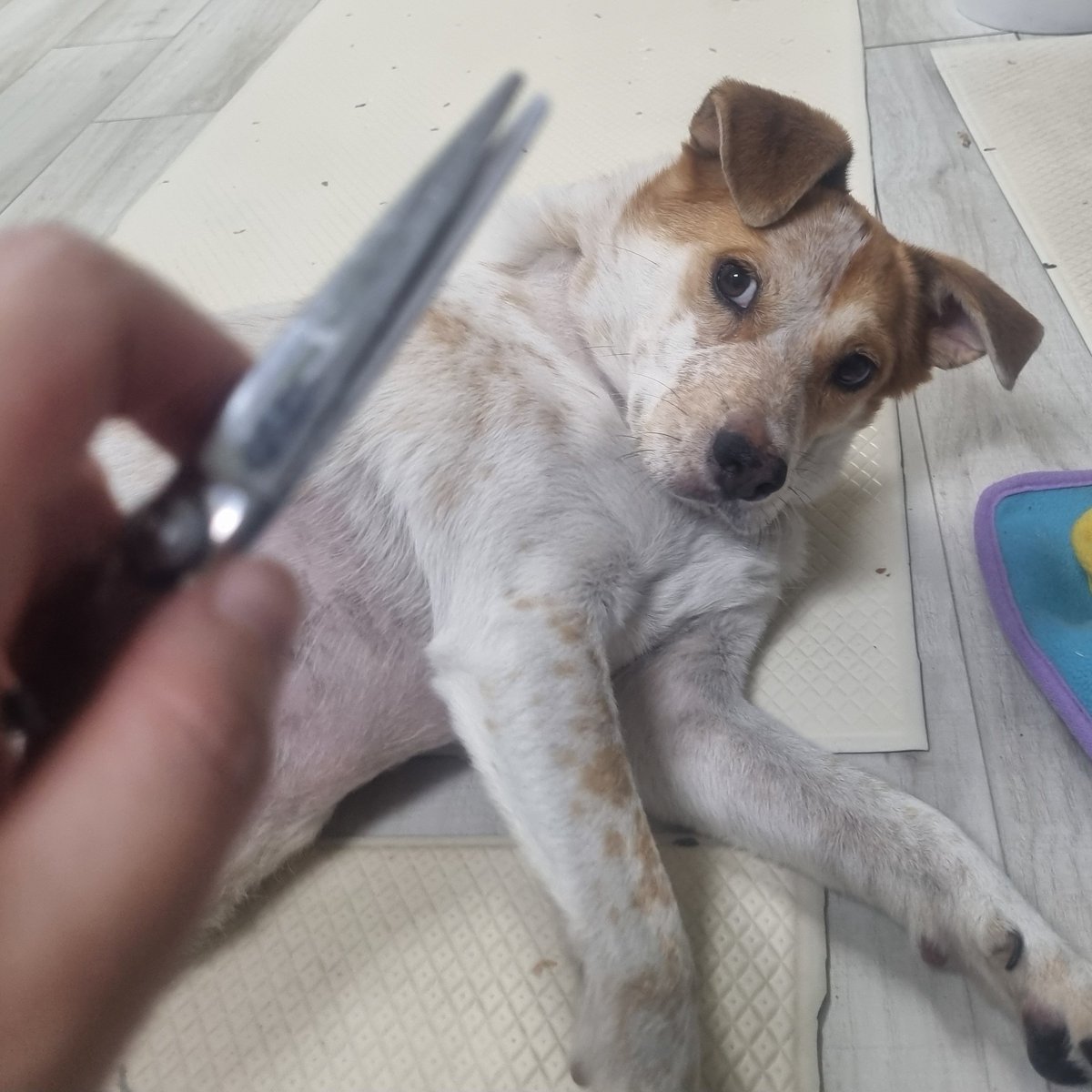 그냥 급 생각난 웃긴 사진
가위로 하나 부분 미용하니까
마일로가 가위만 보면 눈치보면서 발라당했대요

자를 털도 없음서~

#가족찾는마일로