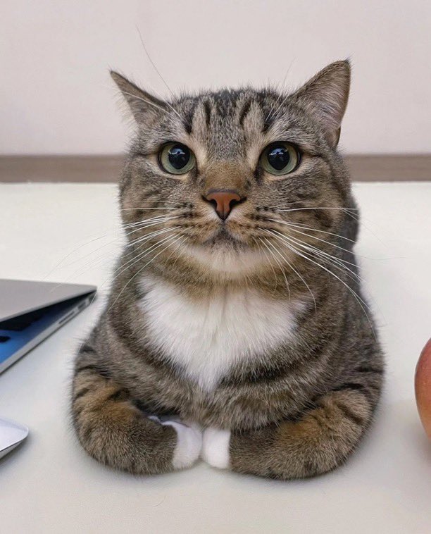 xanx_li's tweet image. apple                                        nothing