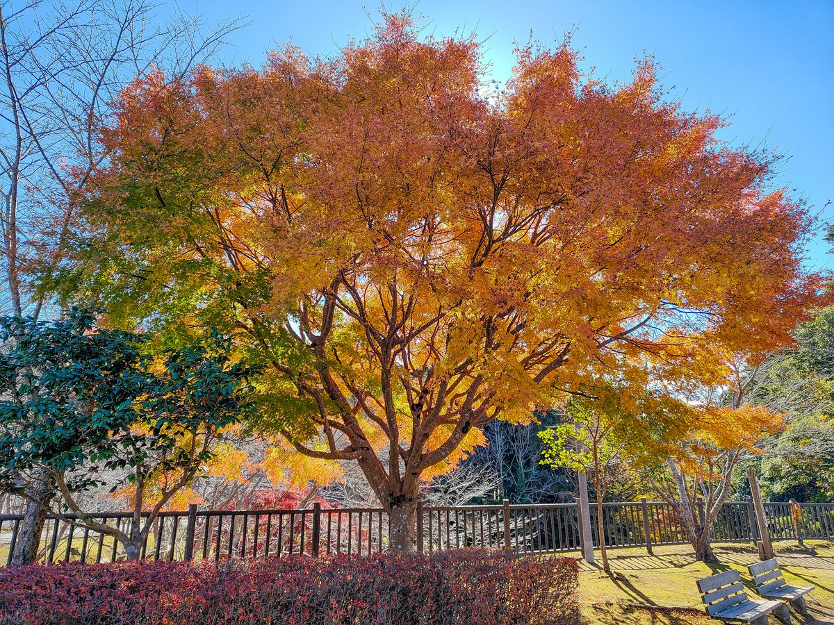 次に訪れたのは、亀岩の洞窟（通称：濃溝の滝）です。周りの木々は色づいていて紅葉のピークを迎えている感じでした。濃溝の滝はハート型の光が見られる事で有名ですが、いつか見てみたいです✨
この後はイルミネーション見に移動です🚙💨