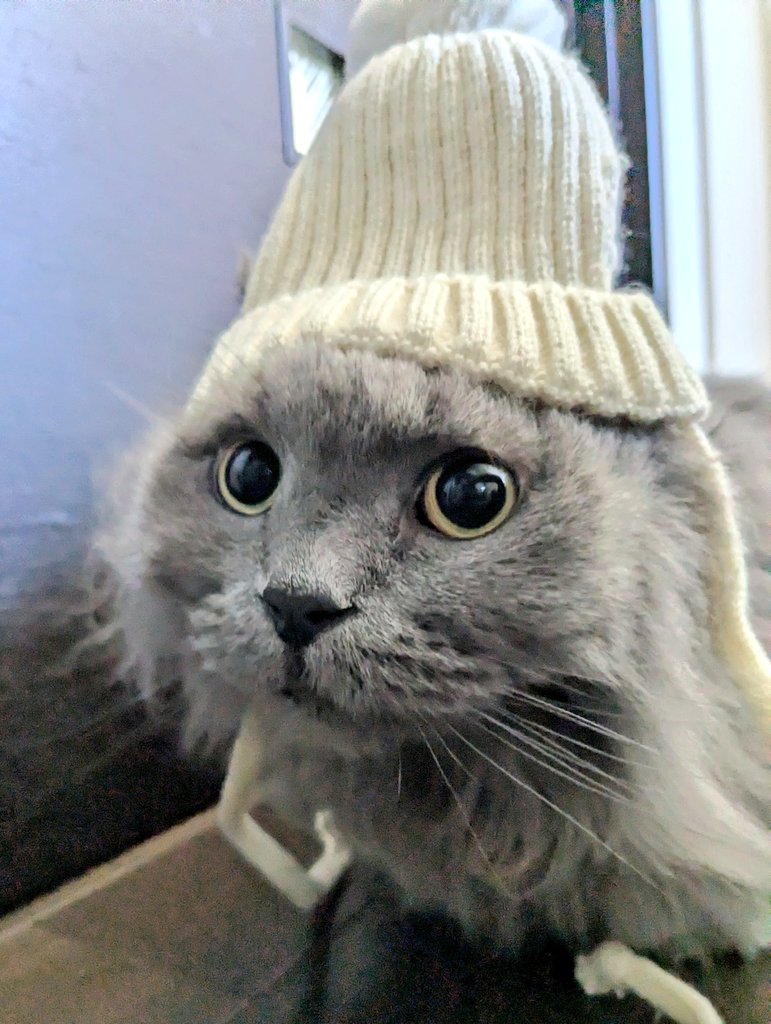 link820__'s tweet photo. こっちが前でした

#猫 #サイベリアン #スリコ https://t.co/2g9K4THkFl